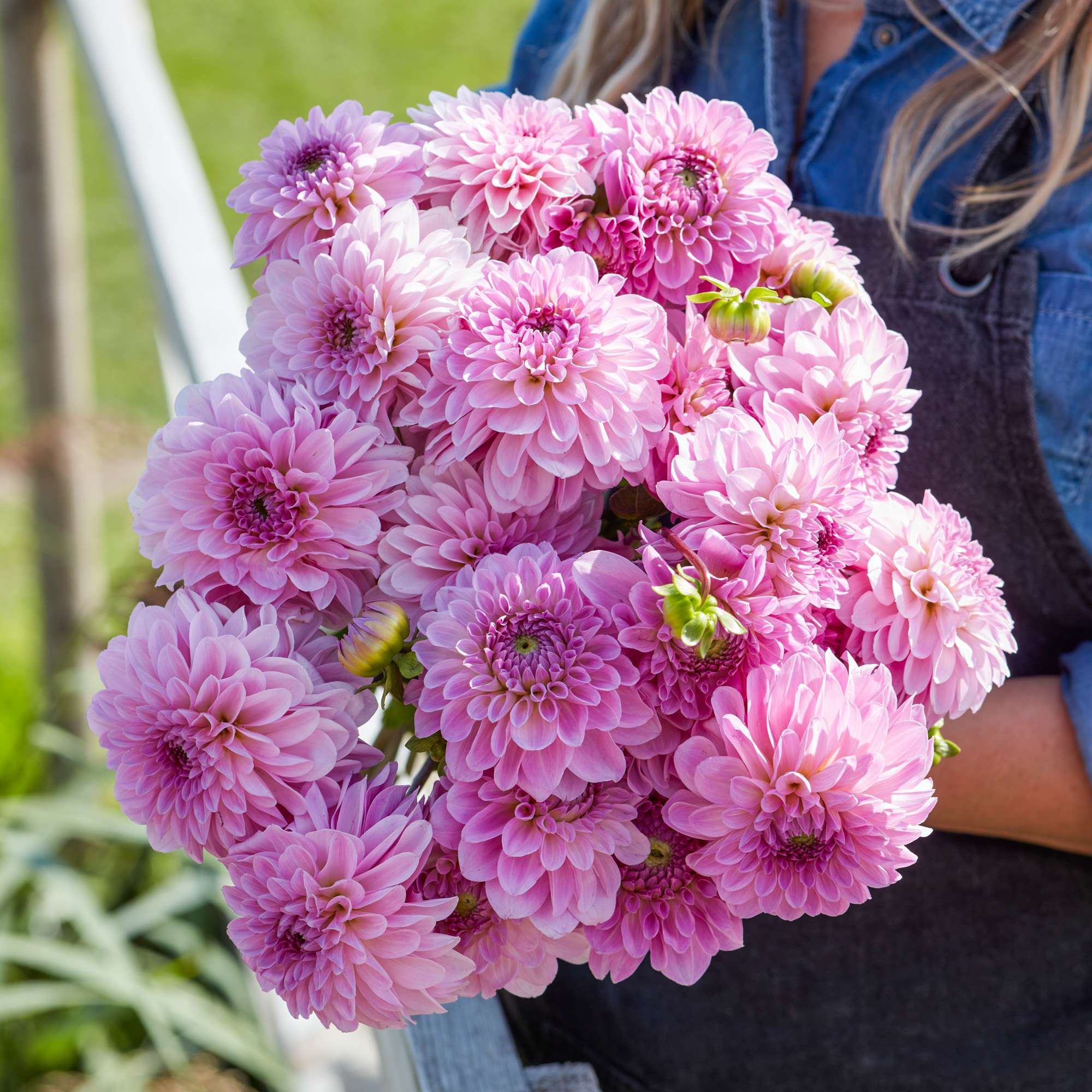 Dahlia 'Bazuin Lavender'